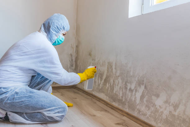 Licensed Mold Remediation service in Ocoee, FL - WQB Mold Removal